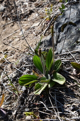 Plantago camtschatica