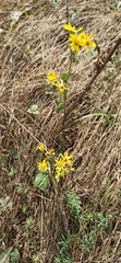 Jacobaea