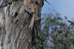Cormobates leucophaea