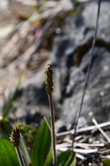 Plantago camtschatica