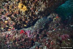 Epinephelus marginatus