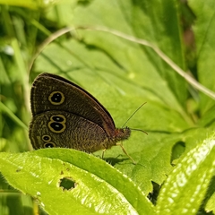 Ypthima nikaea