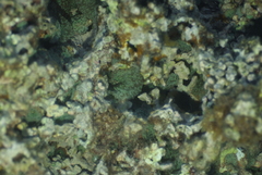 Discosoma nummiforme