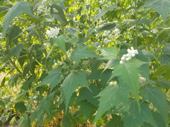 Ripariosida hermaphrodita