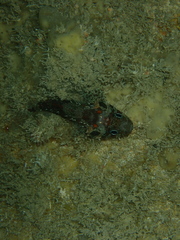 Scorpaenidae