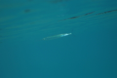 Zenarchopterus dispar