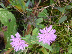 Knautia