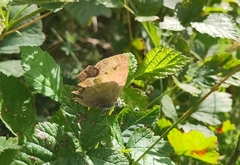 Thecla betulae