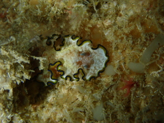 Glossodoris