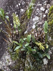 Dendrobium speciosum