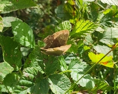 Thecla betulae