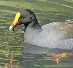 Gallinula tenebrosa
