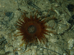 Isarachnanthus