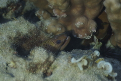 Gymnothorax
