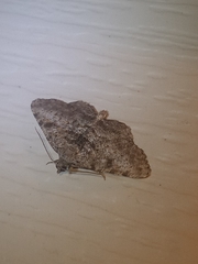 Digrammia gnophosaria