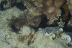Gymnothorax