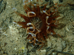 Isarachnanthus