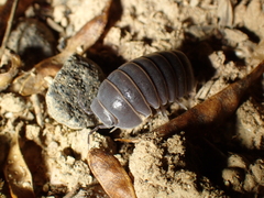 Armadillo officinalis