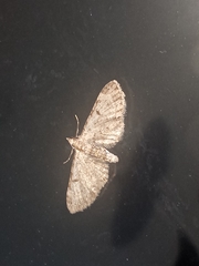 Eupithecia miserulata