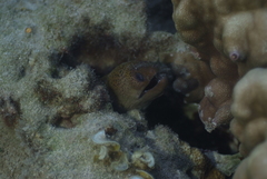Gymnothorax