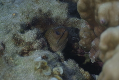 Gymnothorax
