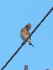 Fringilla montifringilla