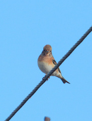 Fringilla montifringilla