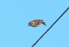 Fringilla montifringilla