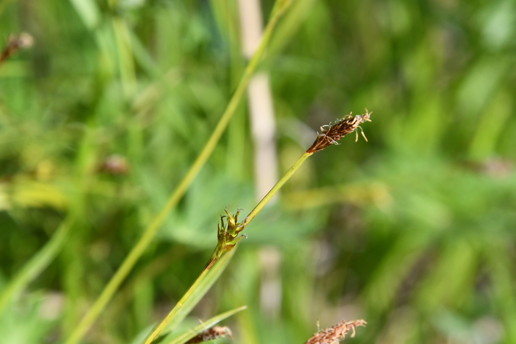 true sedges from Елизовский р-н, Камчатский край, Россия on June 12 ...