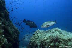 Epinephelus marginatus