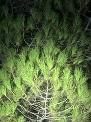 Pinus halepensis