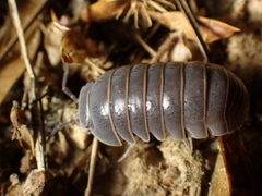 Armadillo officinalis