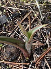 Calochilus