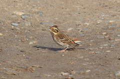 Emberiza rustica