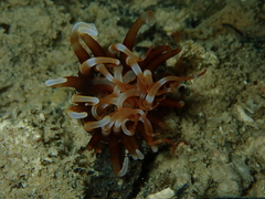 Isarachnanthus