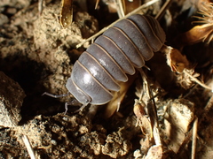 Armadillo officinalis