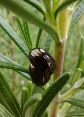 Chrysolina americana