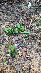 Mazus pumilus