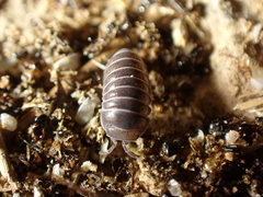 Armadillo officinalis