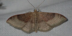 Idaea degeneraria