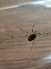 Dicranopalpus ramosus