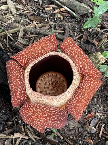Rafflesia keithii (Rafflesia keithii)