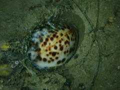 Cypraea tigris