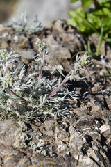Artemisia borealis