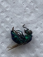 Chrysididae