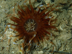 Isarachnanthus