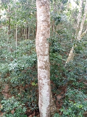 Ficus obliqua