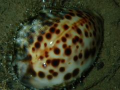 Cypraea tigris