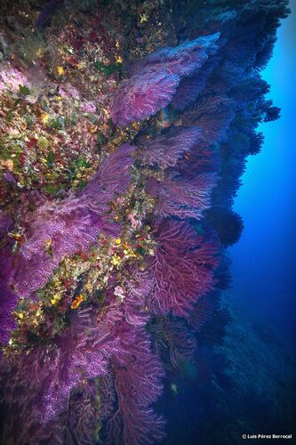 Violescent Sea-whip, photo 3 of 9