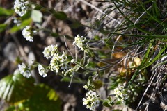 Draba